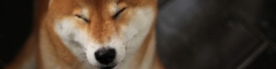 Foto - Fauna