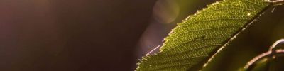 Foto - Makro