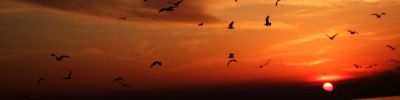 Foto - Sunset